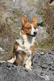 CORGI CARDIGAN 075